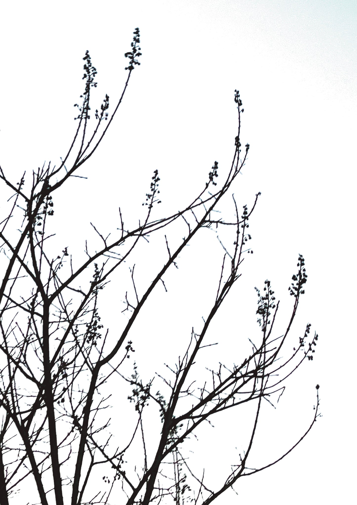 Minimalist Black & White Growth Tree Card