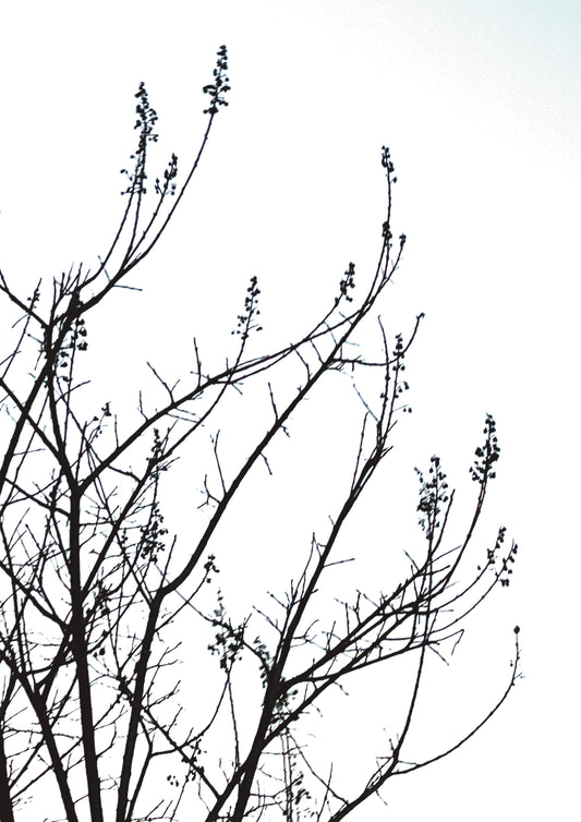 Minimalist Black & White Growth Tree Card