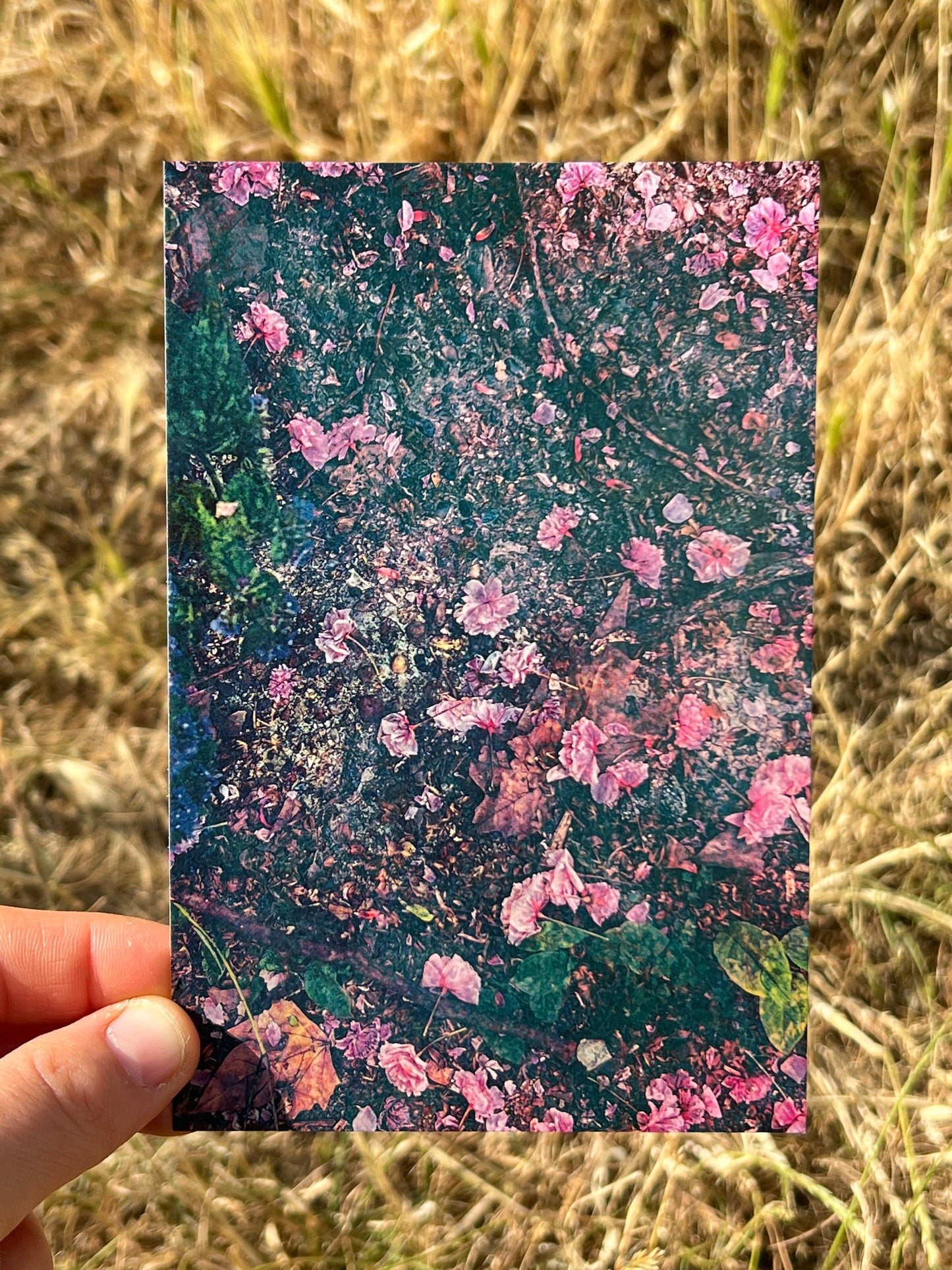 Fallen Petals Postcard